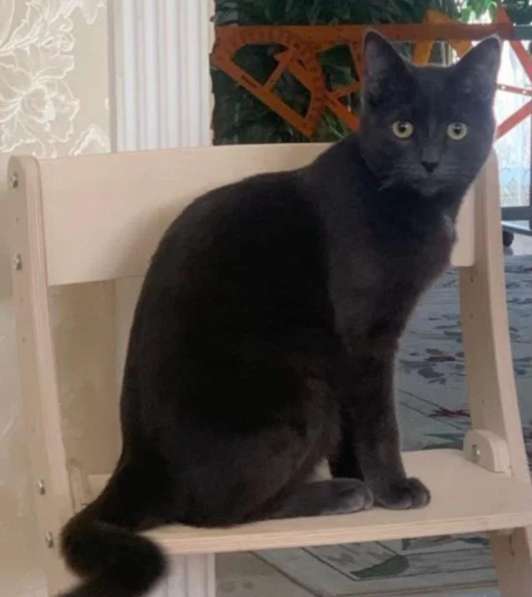 Отдам кота в добрые руки в Туле фото 3