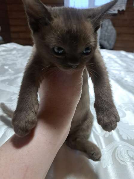 Котята европейская бурма в Нижневартовске фото 4