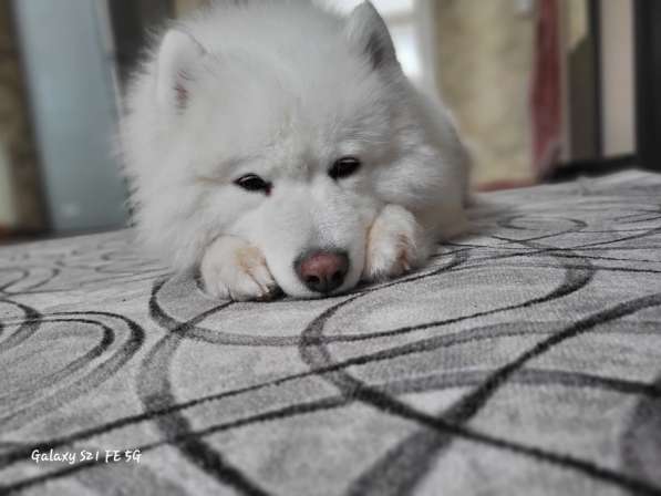 Отдам самоеда в Белгороде