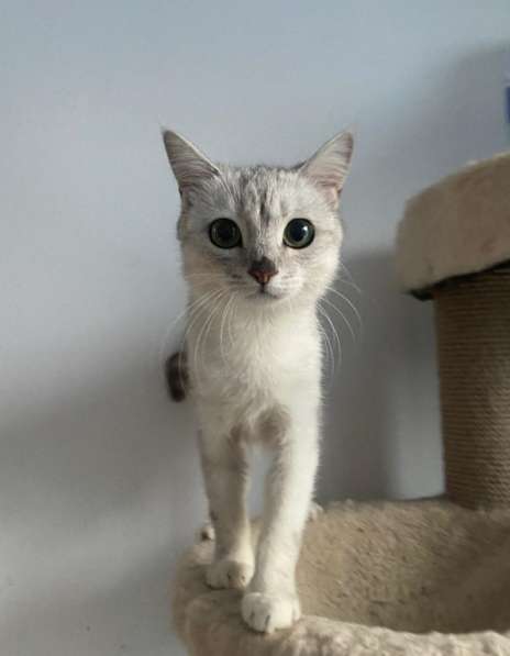 Котенок британской серебристой шиншиллы Ламия в дар в Москве