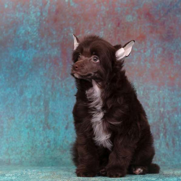 Китайская хохлатая мальчик в Москве фото 9