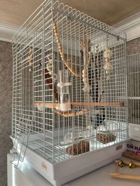 Попугаи в Краснодаре фото 4