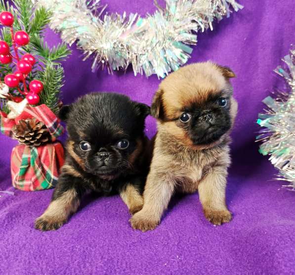 Пти-брабансоны девочки