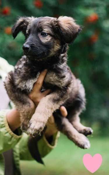 Отдам щенка в добрые руки в Красноярске фото 4