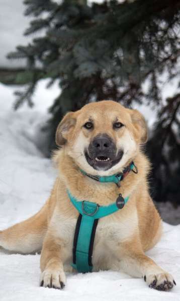 Чудесная Барабулька ищет дом и любящую семью! в Москве фото 7