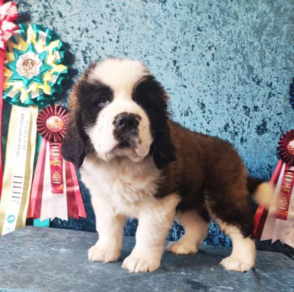 Sale. Puppies of long-haired senbernary. Arrange delivery в Владивостоке