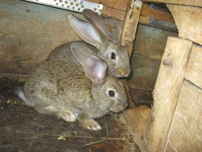 кролики мясной породы в Омске фото 5