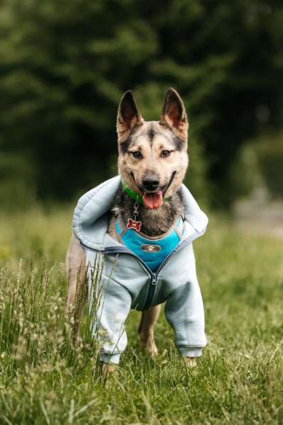 Собака-компаньон для города Джефри в дар