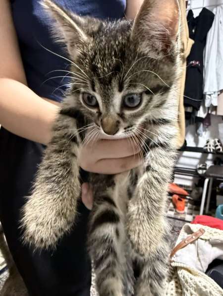 Отдам даром двух котят в 