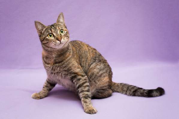 Кошка в добрые руки. Красавица Линда в Москве фото 8