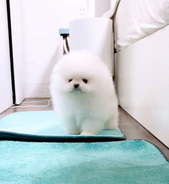 Померанского шпица в Москве фото 4