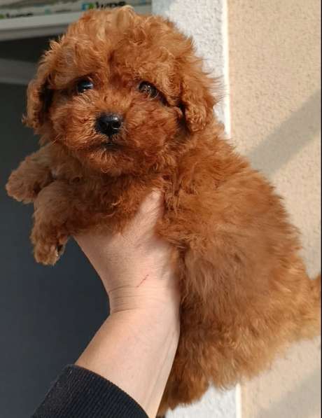 Puppies of different breeds в 