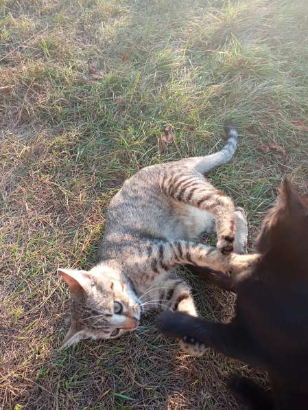 Котенок в дар в 