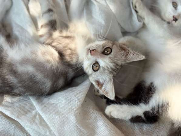 Котенок в Ростове-на-Дону