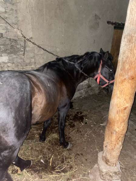 Ассаламу алейкум в Москве