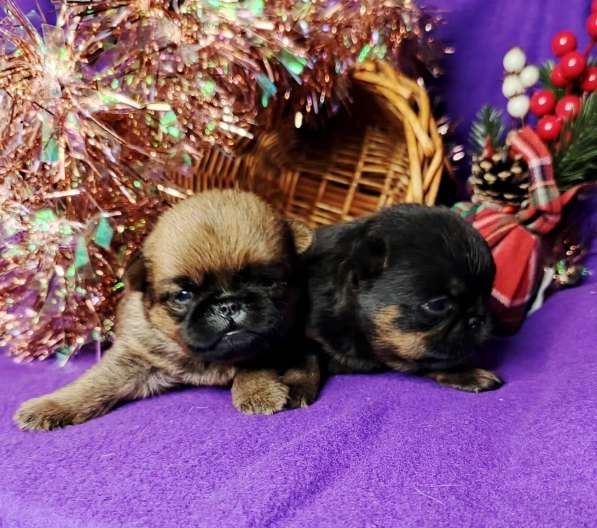 Девочки пти-брабансоны