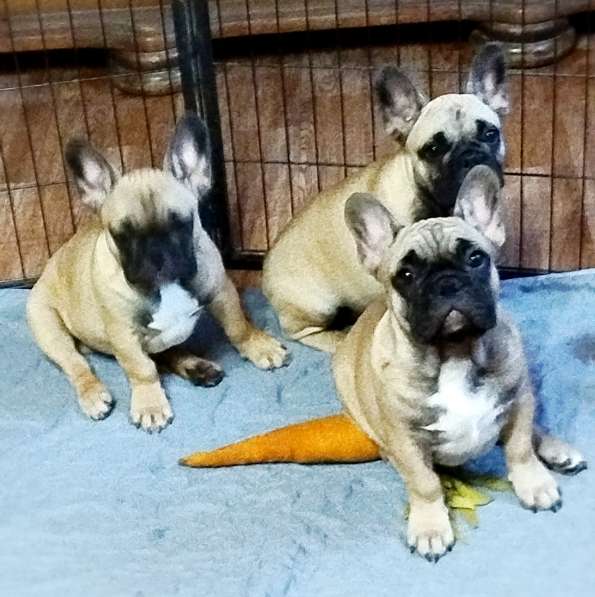 Щенки из питомника РКФ в Москве фото 11