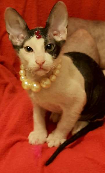 Донской сфинкс, мальчик в Санкт-Петербурге фото 8