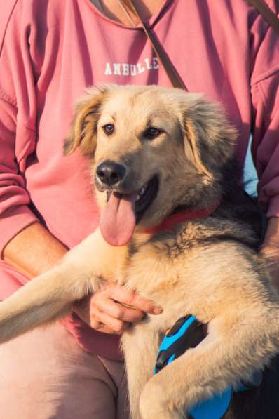 Шапочка ищет дом!!! в Москве фото 3