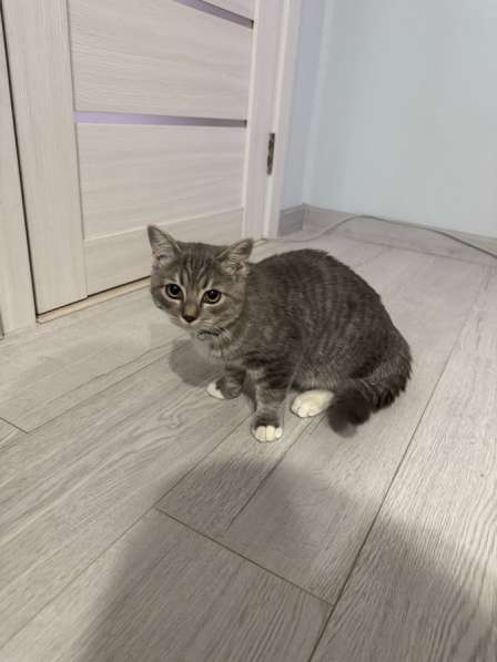 Шотландский котёнок в Краснодаре