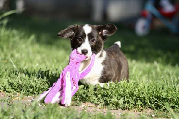 Щенок вельш корги кардиган в Москве фото 13
