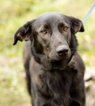 Багира, стерилизована, ищет дом в Санкт-Петербурге фото 3