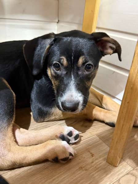 Щенок метис в Селятино фото 3