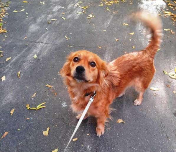 Милейшие щенки от домашней собачки в Иркутске фото 10