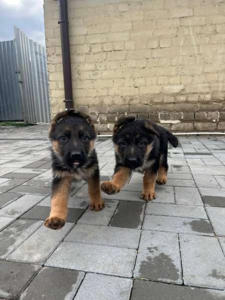 Немецкая овчарка, щенок