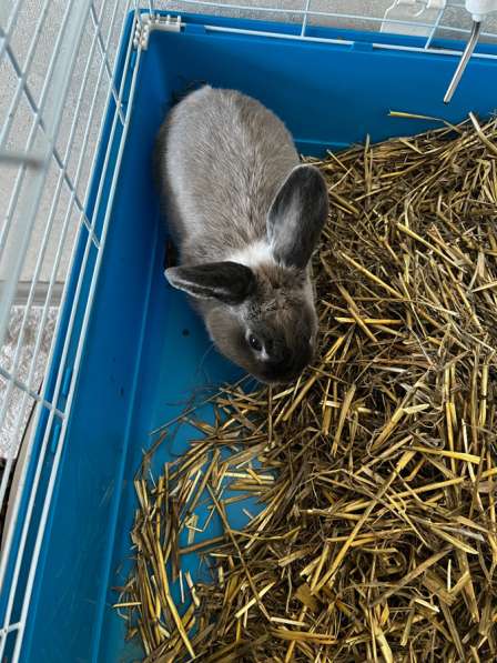 Зайчик в Нефтеюганске фото 3