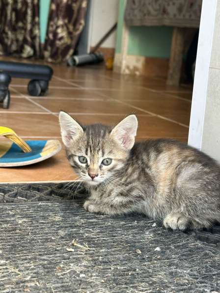 Отдам котят в добрые руки! в Самаре фото 3