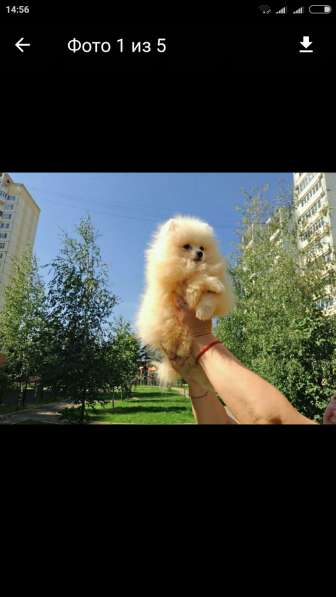 Померанский шпиц -две миниатюрные девочки в Солнечногорске фото 19