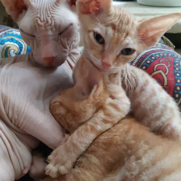 Сфинкс в Москве фото 12