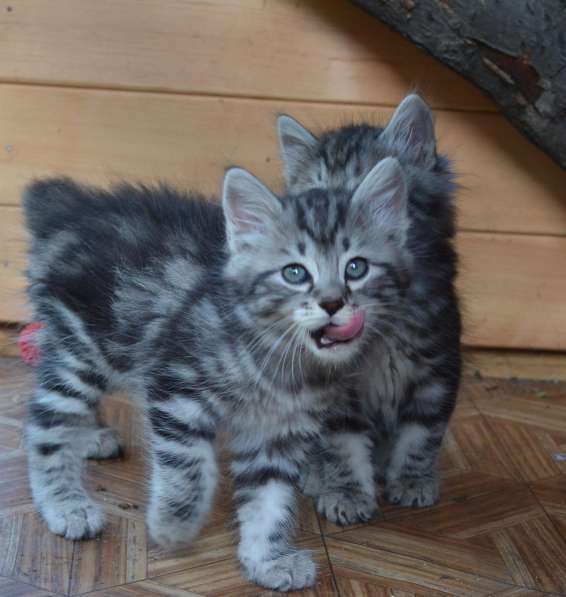 Котенок порода Курильский бобтейл в Москве фото 13