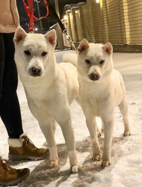 Щенки Японской собаки Кисю в Красноярске фото 5