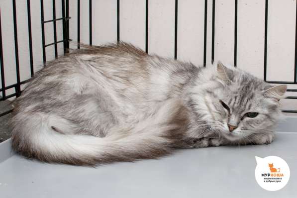 Кошечка Меган ищет дом в Москве