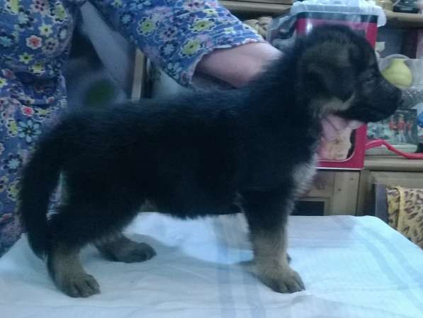 Щенок немецкой овчарки в Краснодаре фото 14