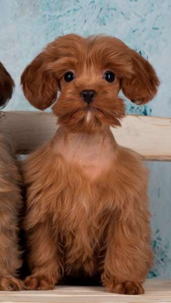 Щенок петербургской орхидеи в Санкт-Петербурге фото 5