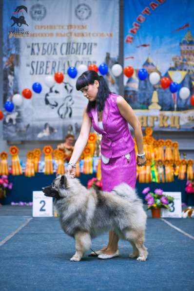 Продается щенок кеесхонда (вольфшпица) в Новосибирске фото 3