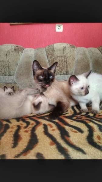 Котята меконгского бобтейла в Ростове-на-Дону фото 4