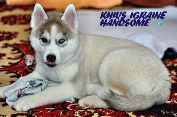 Щенки хаски в Санкт-Петербурге фото 10