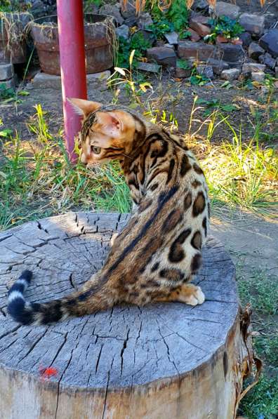 Бенгальские котята, шикарная кошечка, документы WCF, питомн в фото 15