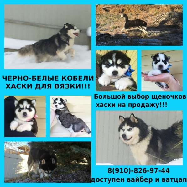 Черно-белые голубоглазые КОБЕЛИ хаски для вязки