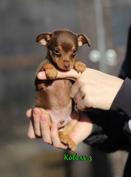 Щенки Русский Той в Иркутске фото 28