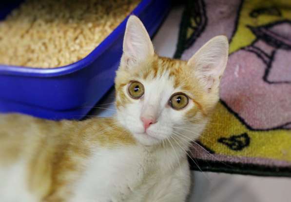 Маленький Тигр ищет любящих хозяев в Москве фото 4