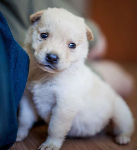 Брюс - белый маленький щенок везунчик в добрые руки в Москве фото 3