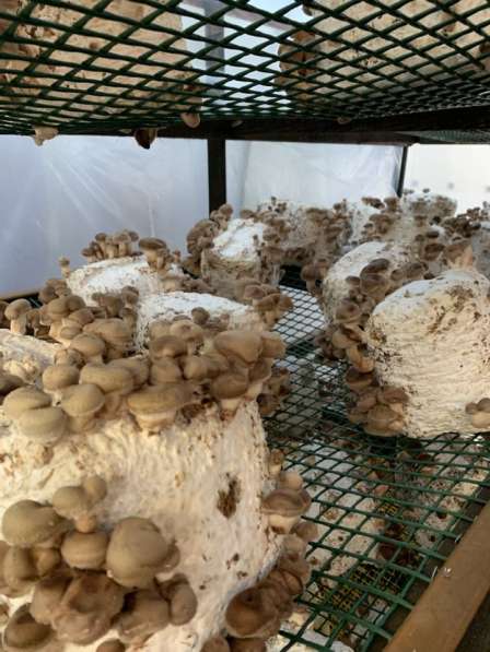 Мицелий грибов, субстраты (грибные блоки), культуры грибов в Воронеже фото 4