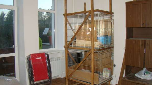 Содержание щенков и кошек в клетке в Москве