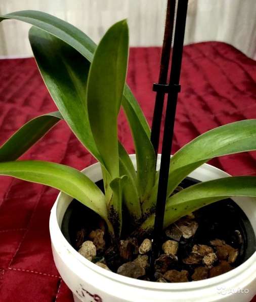 Орхидея Венерин башмачок (Пафиопедилум)
