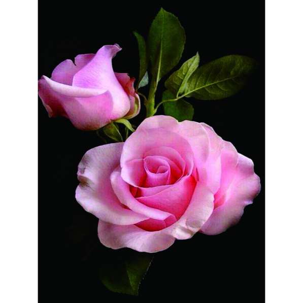 Алмазная мозаика в Санкт-Петербурге фото 5